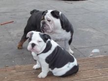Top Quality British Bulldog Pups Image eClassifieds4u 2