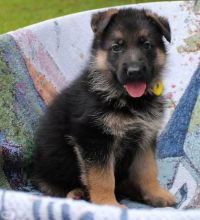 Waoo!! That dreamed German Shepherd puppies for loving homes Image eClassifieds4u 2