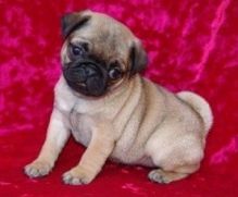 WOW CHARMING CHRISTMAS MALE AND FEMALE PUG PUPPIES FOR YOUR KIDS IN CHRISTMAS Image eClassifieds4U