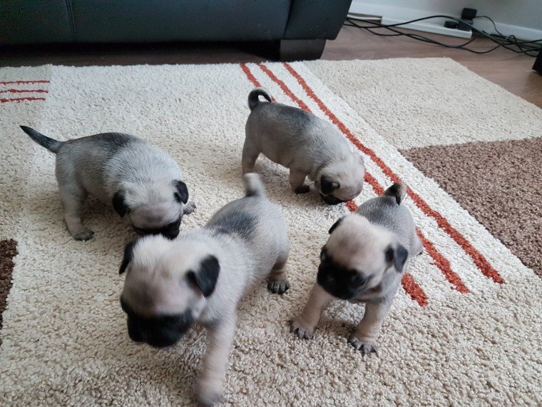 Male and Female Pug Puppies Image eClassifieds4u