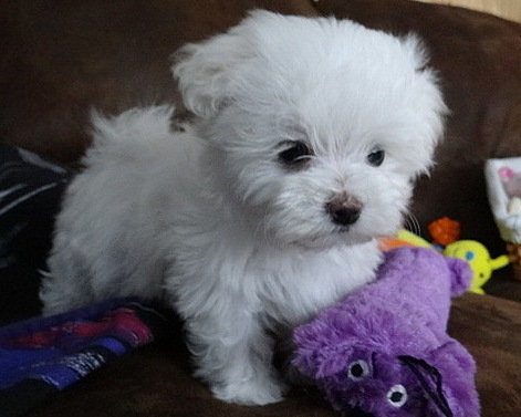 Maltese puppies for sale now, tcups and Miniature sizes available Image eClassifieds4u