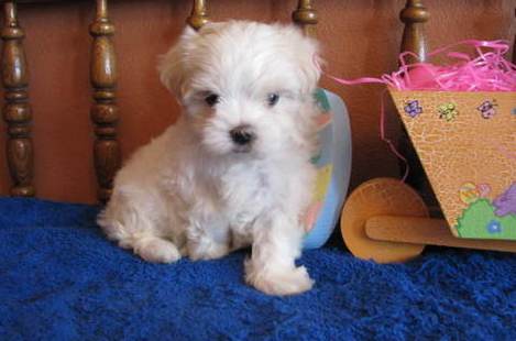Maltese puppies for sale now, tcups and Miniature sizes available Image eClassifieds4u