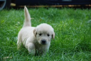 Nice looking Golden retriever puppies. Image eClassifieds4u