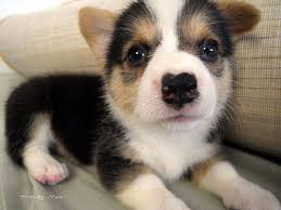 Pembroke welsh corgi puppies Image eClassifieds4u