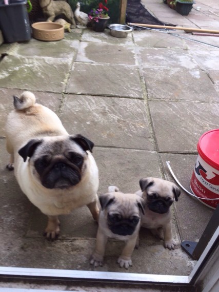 Pug Puppies For Sale Image eClassifieds4u