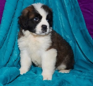 Saint Bernard puppies for sale Image eClassifieds4u