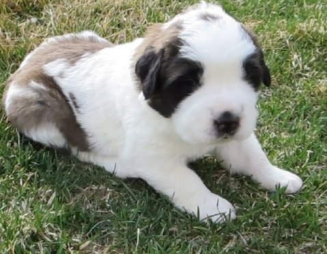 Saint Bernard puppies for sale Image eClassifieds4u