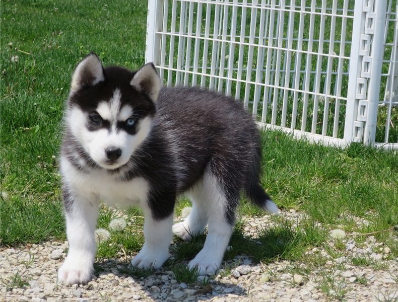 Siberian Husky Puppies Image eClassifieds4u