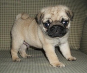 Sunni's Girl Sunni's Girl Pug Puppies Image eClassifieds4u