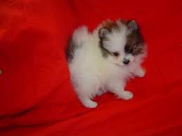 Sweet Pomeranian Puppies Image eClassifieds4u
