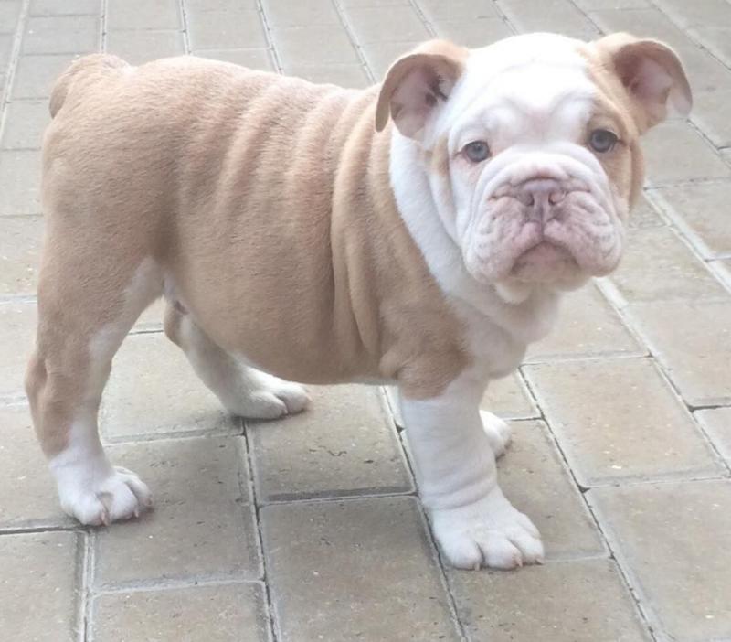 Top Quality British Bulldog Pups Image eClassifieds4u