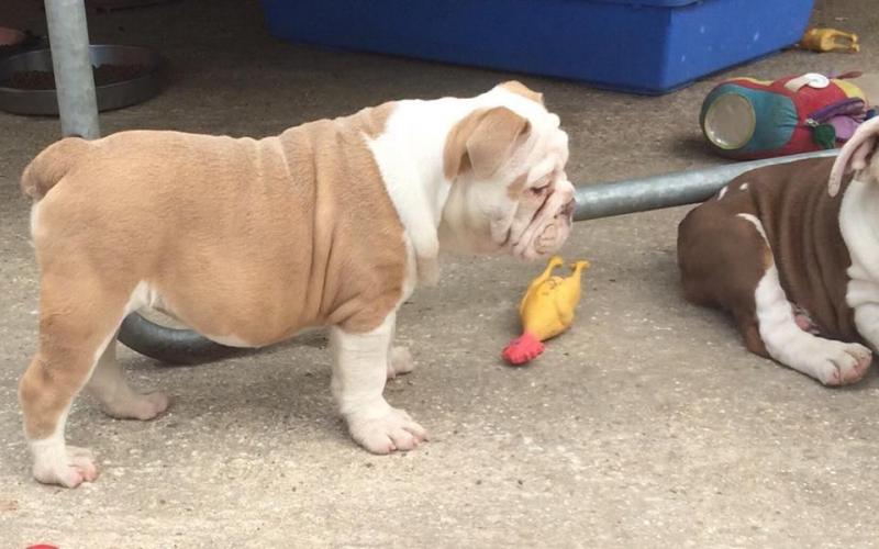 Top Quality British Bulldog Pups Image eClassifieds4u