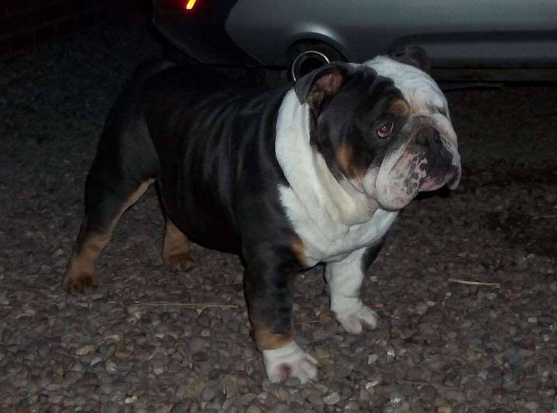 Top Quality British Bulldog Pups Image eClassifieds4u