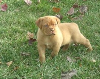 Top Quality Dogue de Bordeaux puppies for homing Image eClassifieds4u