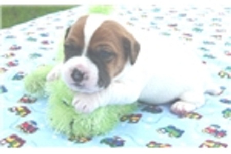 Trained Jack Russell Terrier Puppies available Image eClassifieds4u