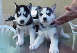 Two Siberian Husky Puppies For Re-homing Image eClassifieds4u