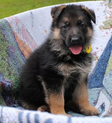 Waoo!! That dreamed German Shepherd puppies for loving homes Image eClassifieds4u