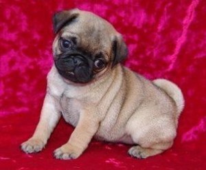 WOW CHARMING CHRISTMAS MALE AND FEMALE PUG PUPPIES FOR YOUR KIDS IN CHRISTMAS Image eClassifieds4u