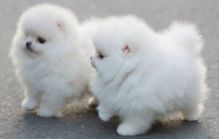 Akc Registered Pomeranian Puppies For Adoption