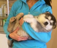 Alaskan Malamute Puppies For Adoption