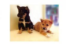 Beautiful Shiba Inu Puppies For Your Home