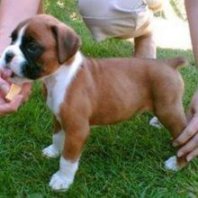 Boxer Puppies Available Now