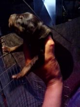 Catahoula Puppies