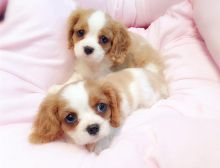 Cavalier King Charles Spaniel Puppies For Free Adoption