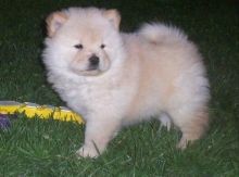 Chow Chow Puppies available for clean homes