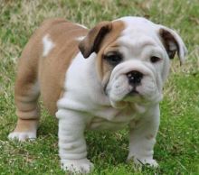 English bulldog puppies for re-homing