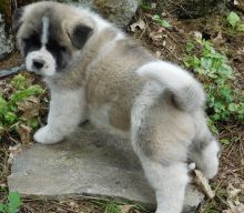 Homeless Akita with ckc reg. available for fast home.