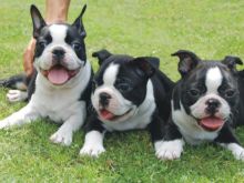 Lovely Boston Terrier Puppies For loving Family