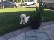 Male Bichonpoo Puppy-Accessories Included