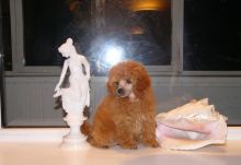 Poodle Puppies Available Now!!