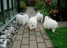 Pure White and Pure Breed Samoyed Puppies