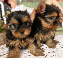 Two Awesome Yorkie Puppies