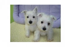 West Highland White Terrier puppies.