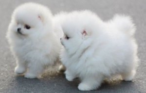 Akc Registered Pomeranian Puppies For Adoption Image eClassifieds4u