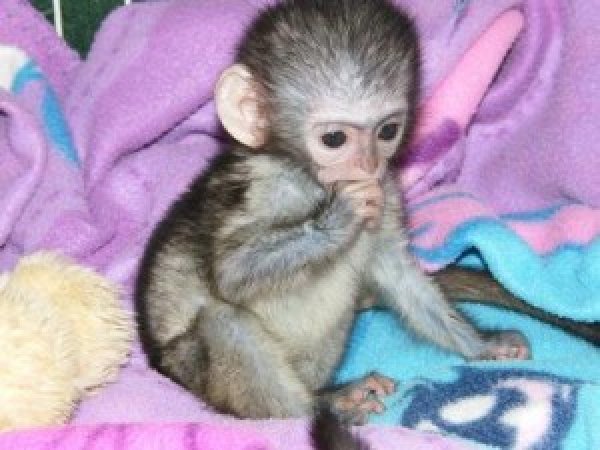 Charming Capuchin Monkeys Available Image eClassifieds4u
