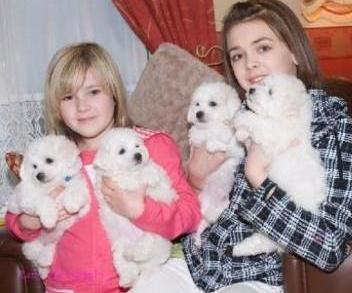 Cute Looking Bichon Frise Puppies For Adoption Image eClassifieds4u
