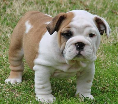 English bulldog puppies for re-homing Image eClassifieds4u