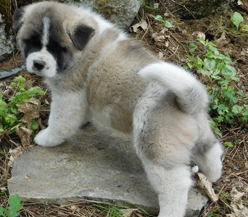 Homeless Akita with ckc reg. available for fast home. Image eClassifieds4u