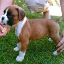 Boxer Puppies Available Now Image eClassifieds4U