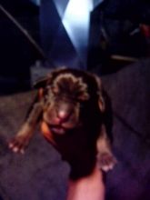 Catahoula Puppies Image eClassifieds4u 3