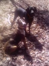 Catahoula Puppies Image eClassifieds4u 2