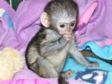 Charming Capuchin Monkeys Available Image eClassifieds4U