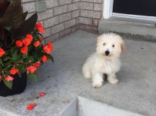 Male Bichonpoo Puppy-Accessories Included Image eClassifieds4u 2