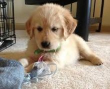 Purebred Golden Retriever Puppies Image eClassifieds4U