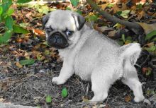 Two pug Puppies Needs a New Family Image eClassifieds4U