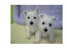 West Highland White Terrier puppies. Image eClassifieds4U
